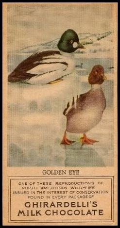 17 Golden Eye